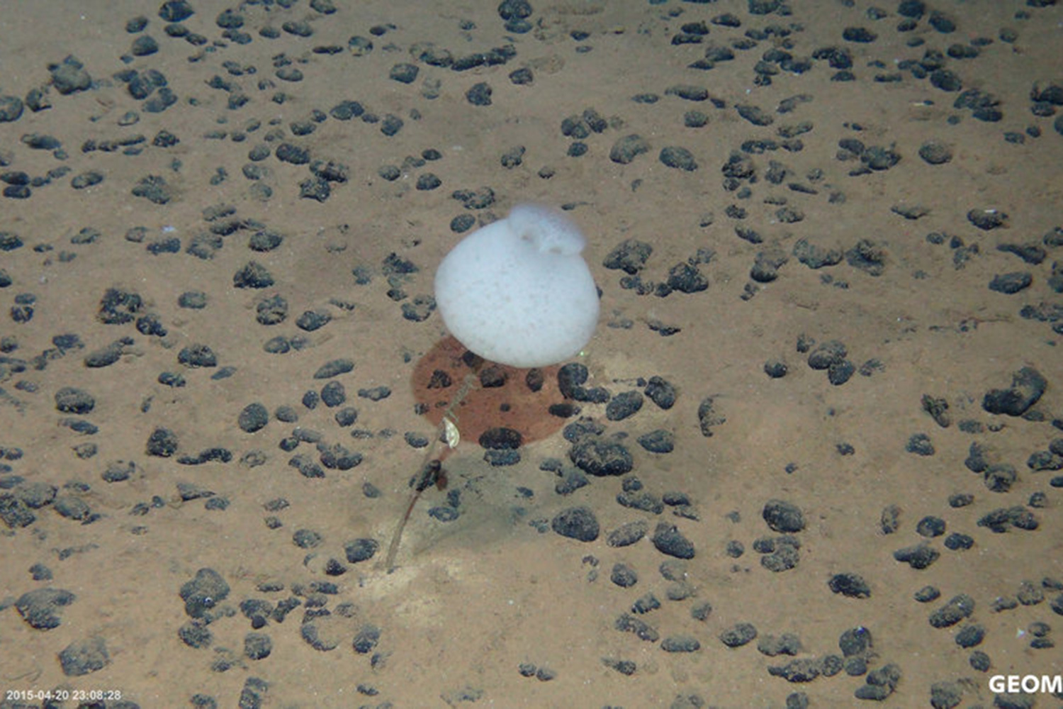 Manganknollen am Boden des Pazifiks. Foto: ROV Kiel 6000, GEOMAR.